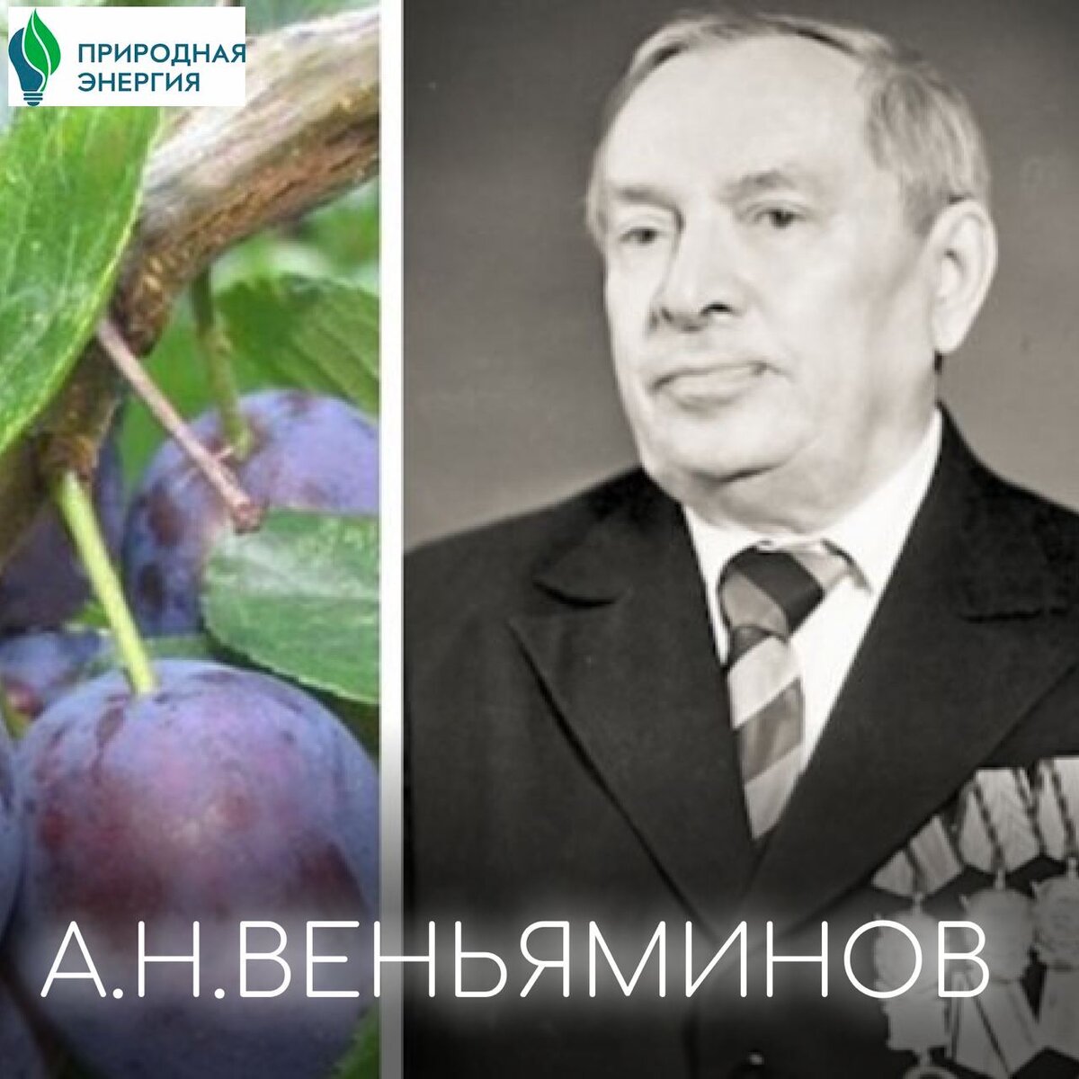 Селекционер Алексей Николаевич Веньяминов