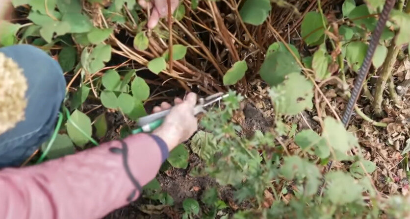 Обрезка гортензии