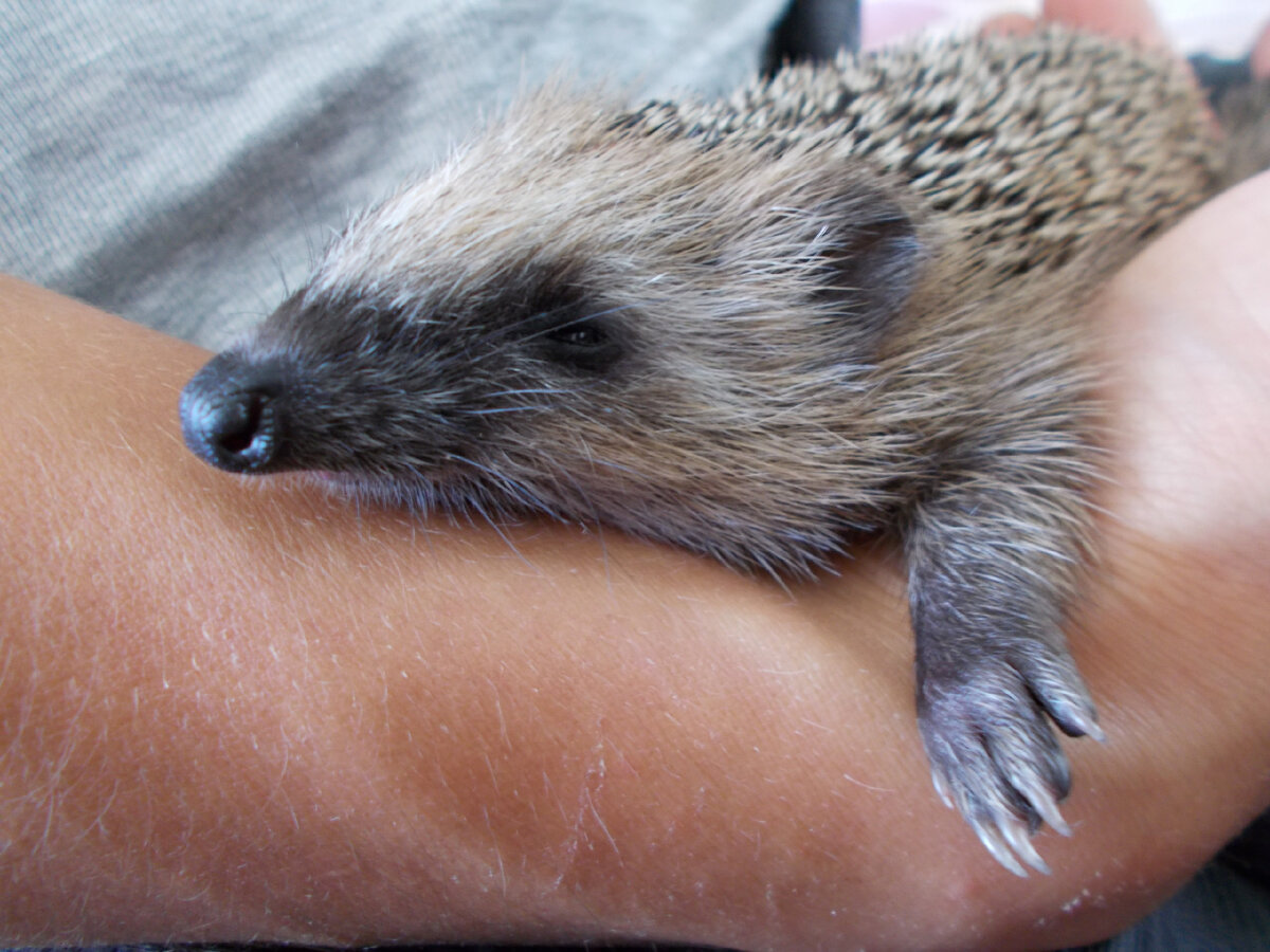 уже полтора месяца, как лесной еж стал домашним. У ежа проблемы с пищеварением. После кишечной инфекции и антибиотиков никак не можем восстановить микрофлору кишечника. 