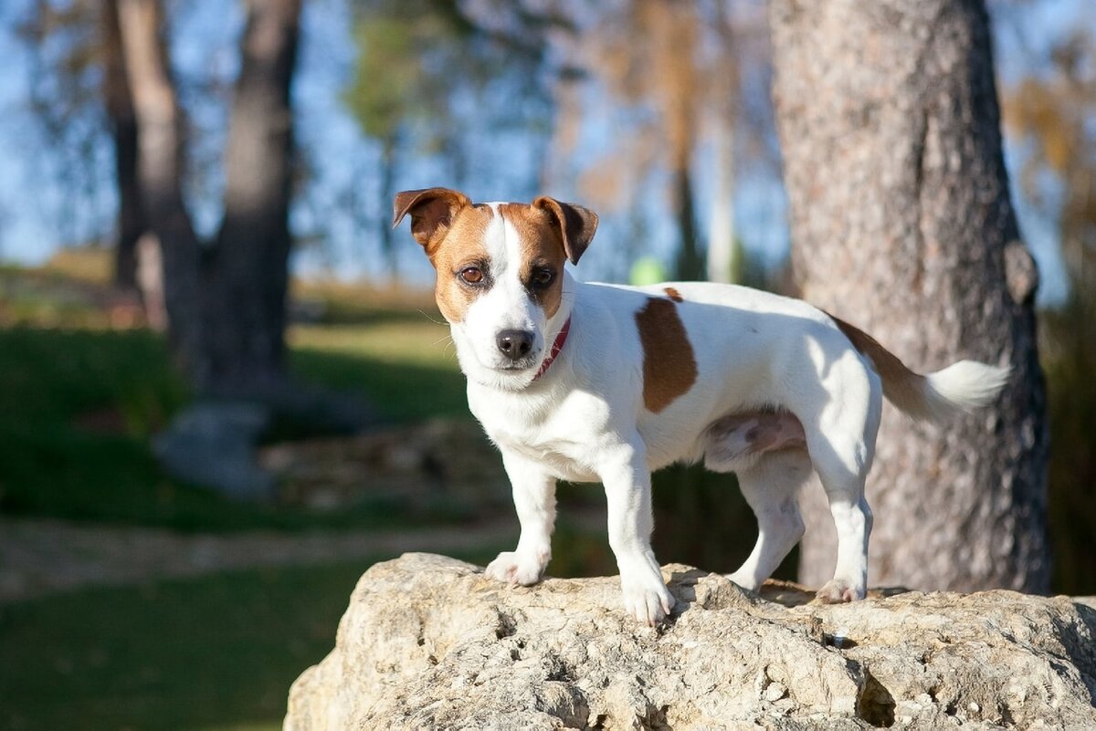 Ищет дом джек-рассел-терьер. Владимир и область | Ирина Дорн 🐶🐱 | Дзен