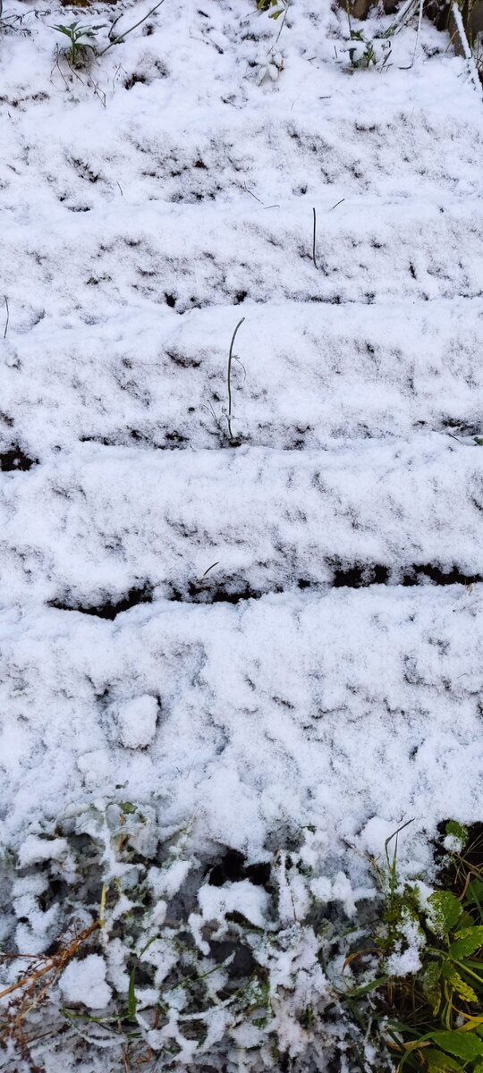 Первый снег. 