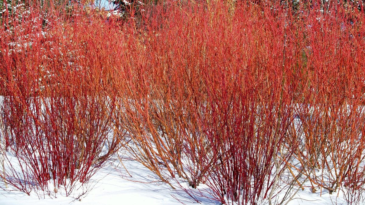 Дерен белый