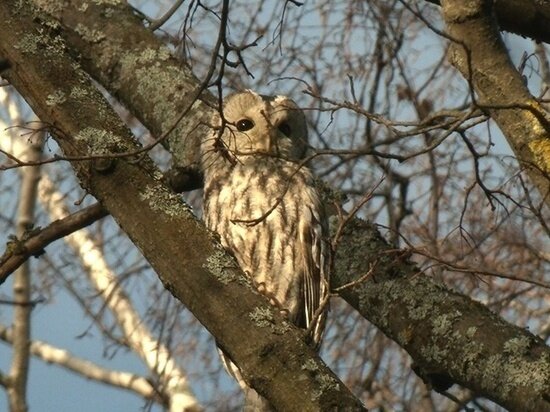     Часть сов в парках живут на постоянной основе. Фото: "Каждой твари по паре"/ Павел Глазков