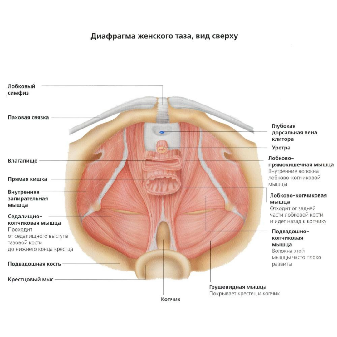 Мышцы тазового дна. Изображение из открытых источников
