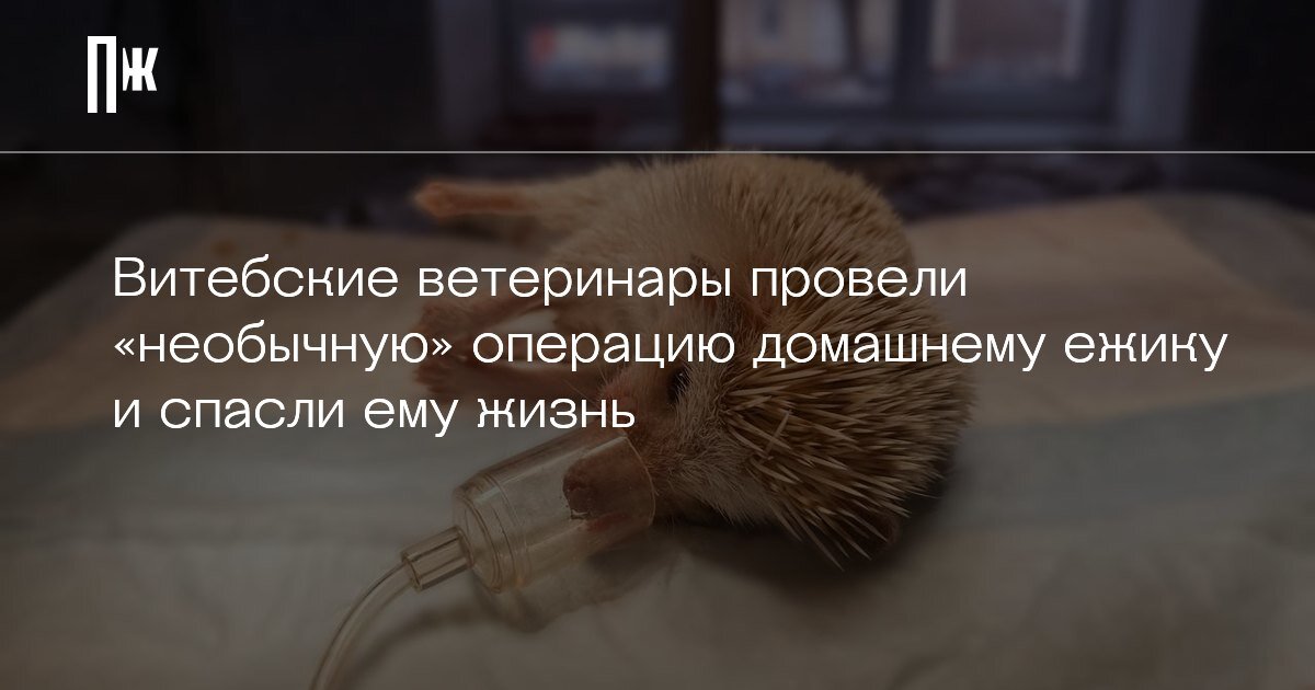     Витебские ветеринары провели «необычную» операцию домашнему ежику и спасли ему жизнь