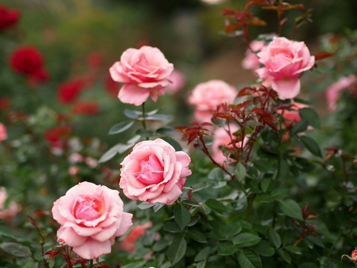 с просторов интернета