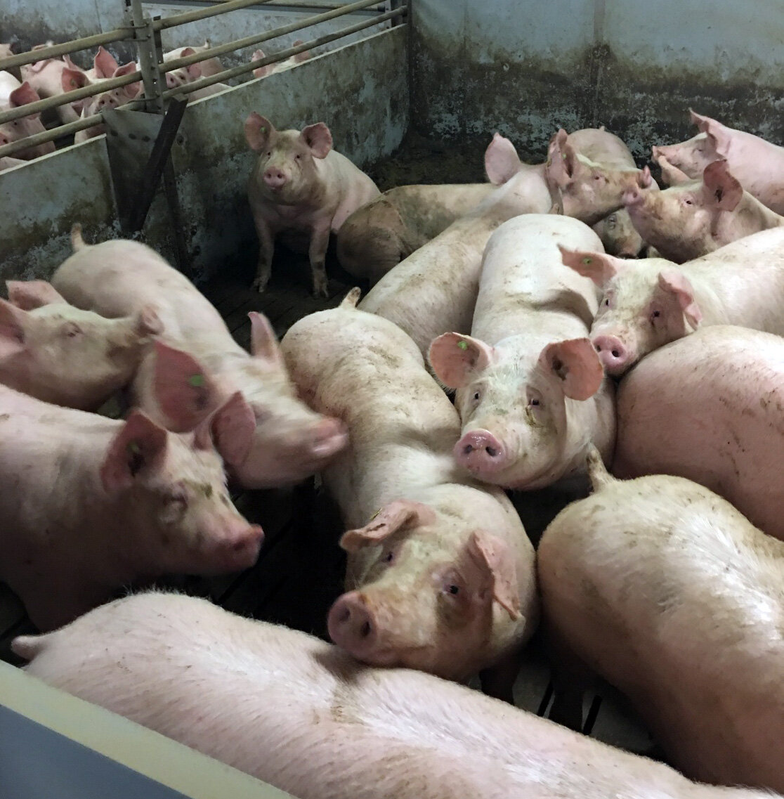 фото из интернета.