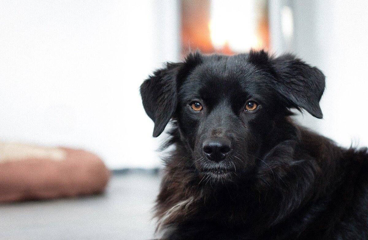 Фото из свободного доступа сети Интернет