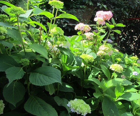 Цветки гортензии в стадии раскрытия бутонов.