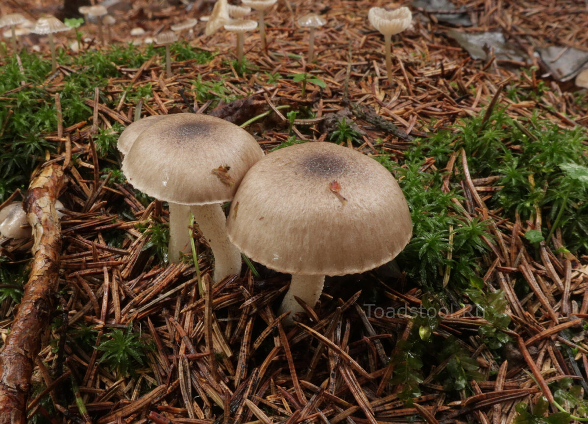 Молодой гигрофор на фоне почетного караула из мелких поганок (фото И.Лебединского)