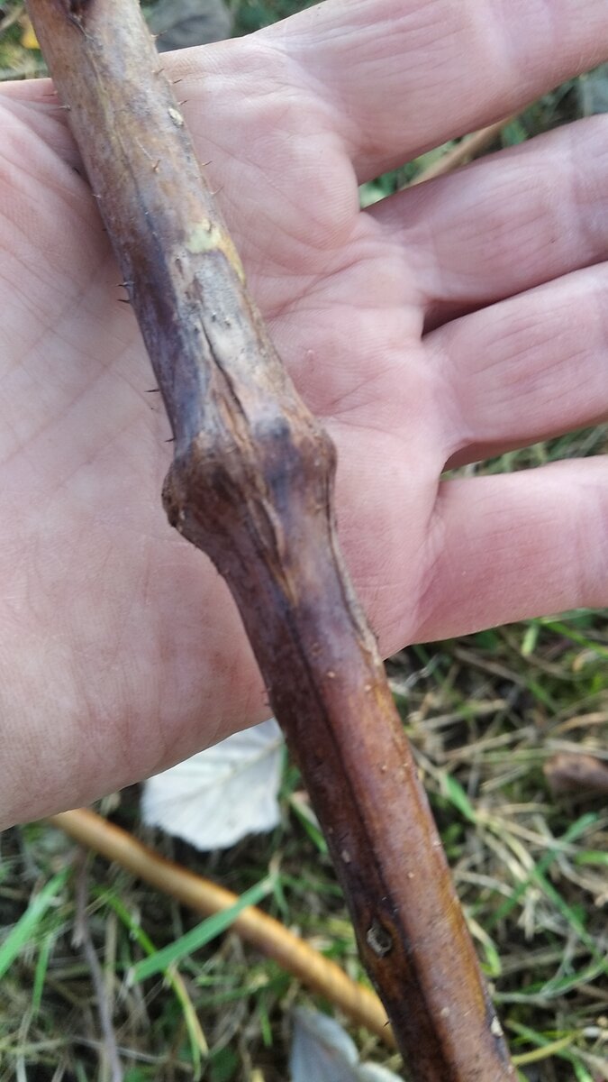 Все повреждённые надутые стебли нужно срочно сжечь 