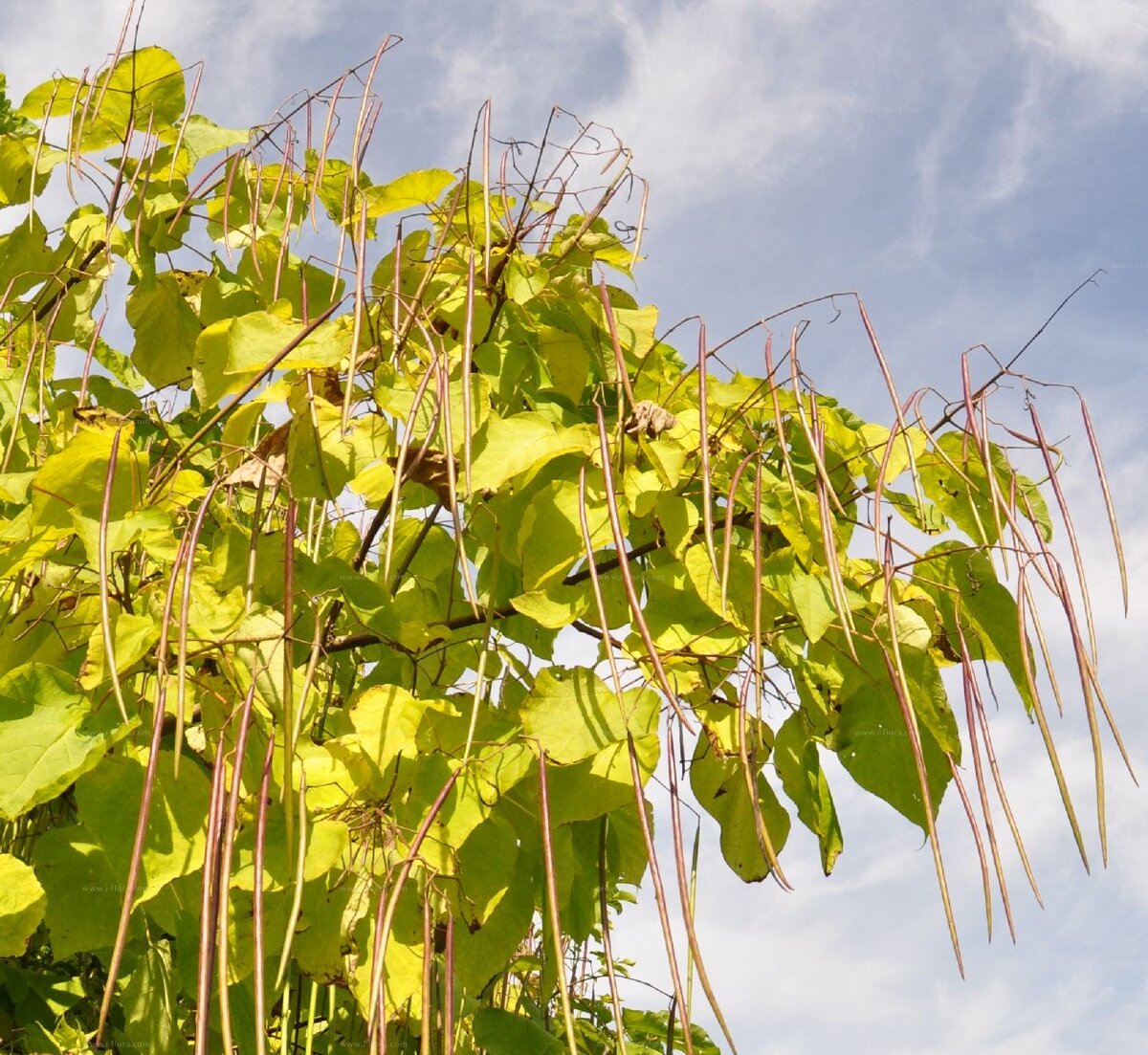 Катальпа бигнониевидная (Catalpa bignonioides)