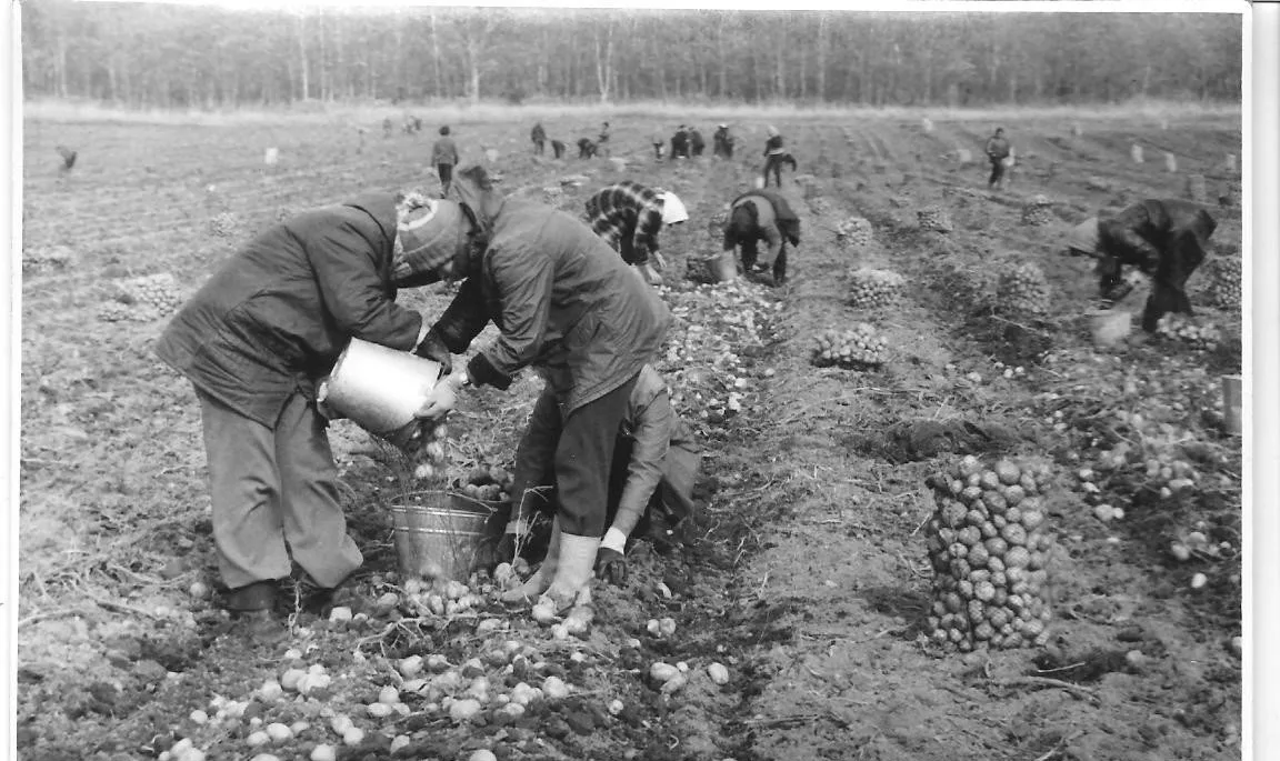Сбор картофеля в СССР.