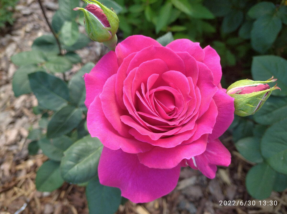 Сорта фиолетовых и сиреневых роз: названия сортов с фотографиями и отзывами