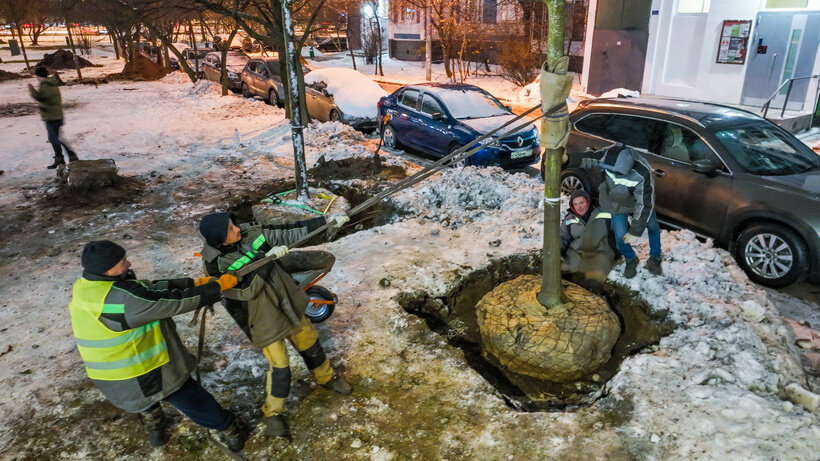    Высадка деревьев в рамках озеленения видовых пространств и магистралей Москвы © Комплекс городского хозяйства города Москвы