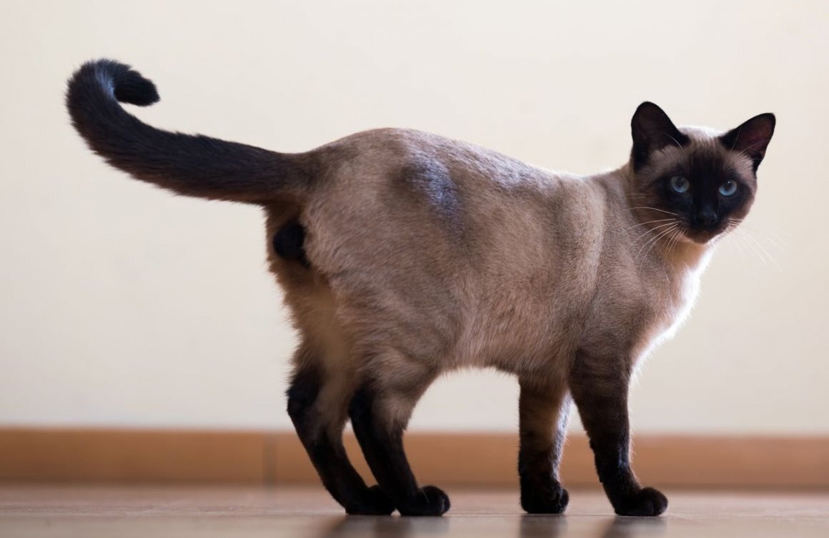 Тайская кошка (старотипная сиамская).