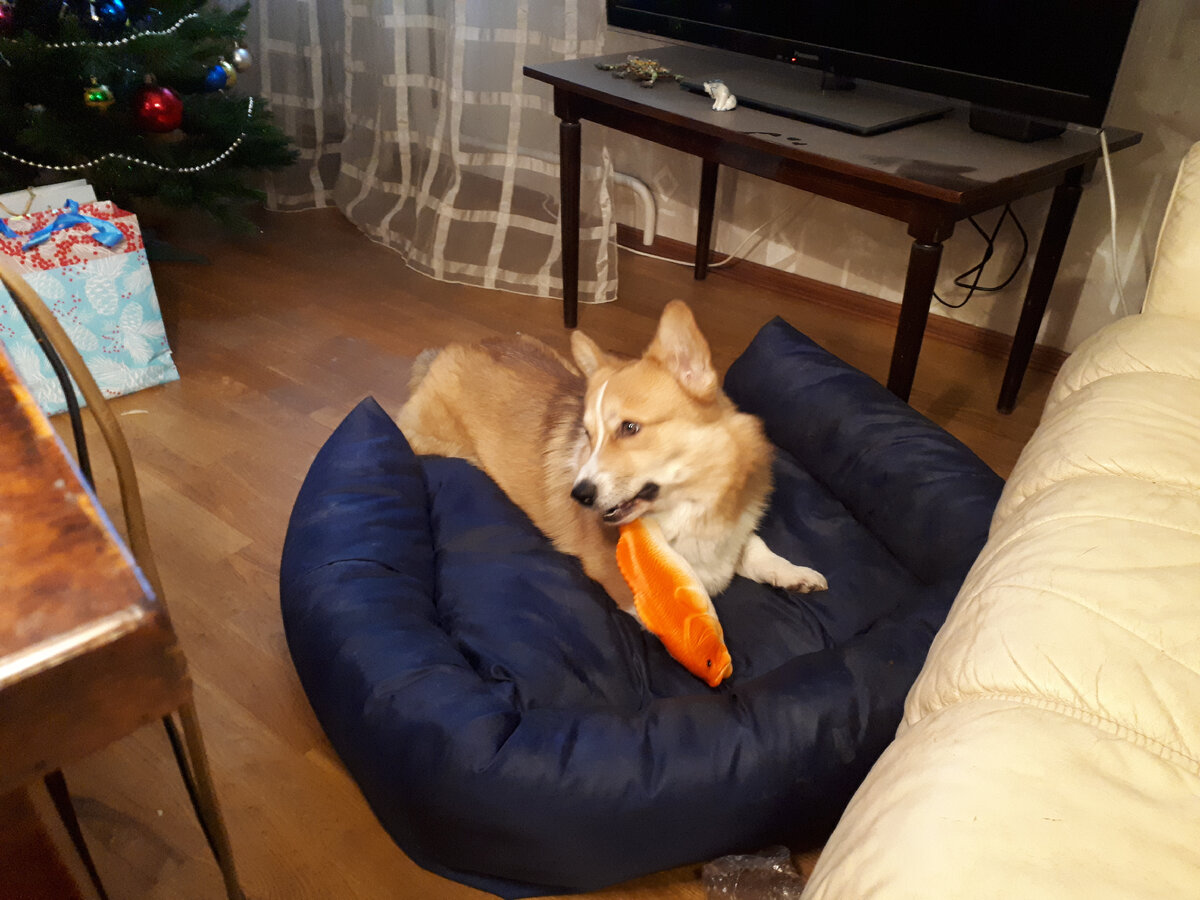 любимая рыба, отгрыз хвост, а остальное долго еще было любимой игрушкой