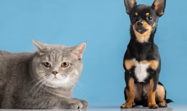 Кошка, конечно красивая, собака несомненно умная