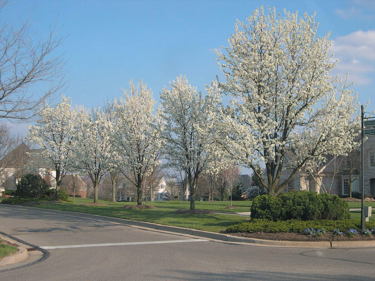 Цветение груши Кальери