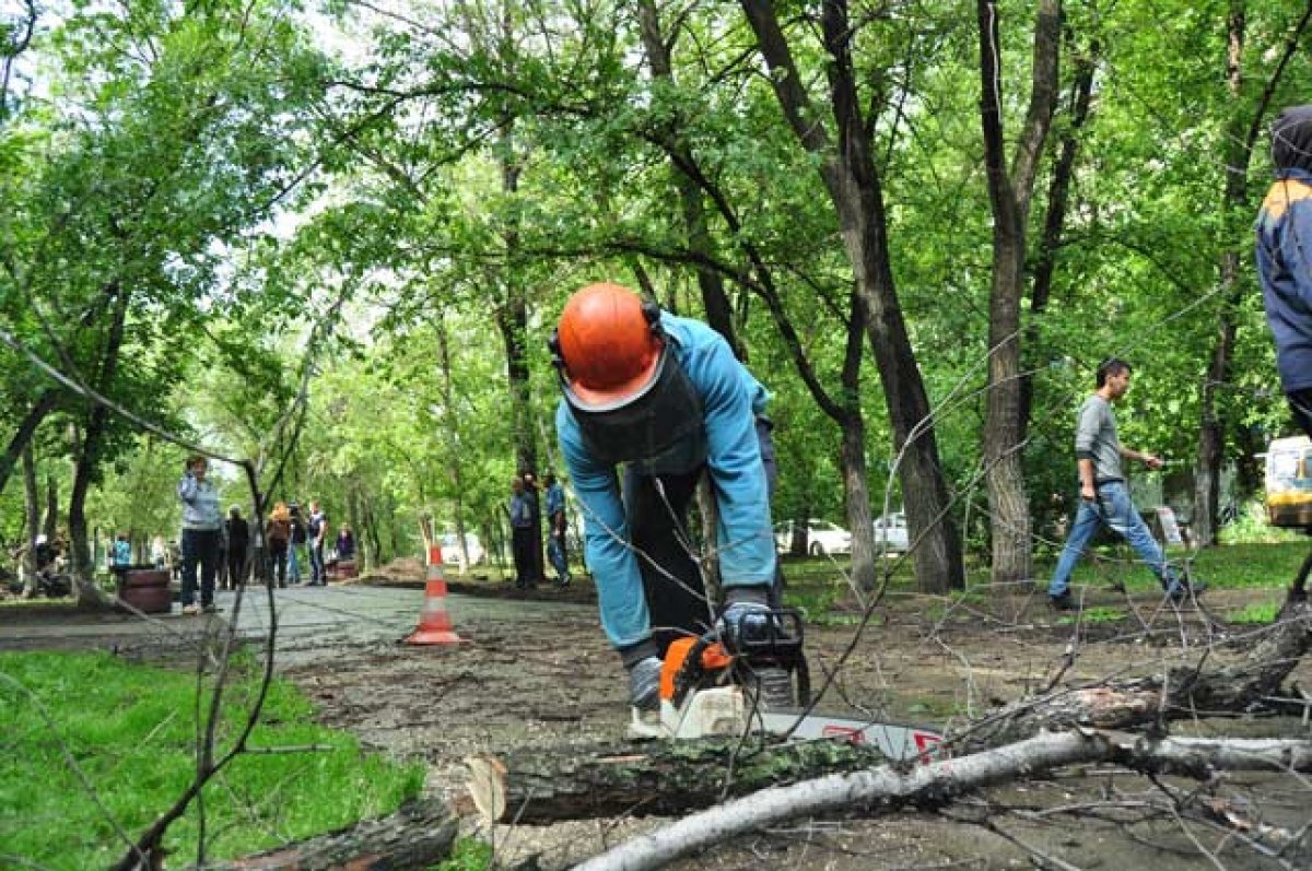    В Омске на Московке срубят более 200 деревьев для строительства бассейна