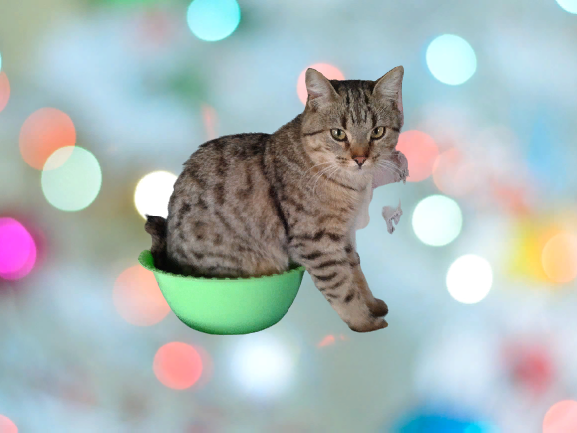 КОШКА СЫЧИК СИДИТ В ПОСУДЕ!