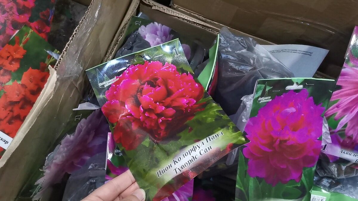 Пионы в Светофоре