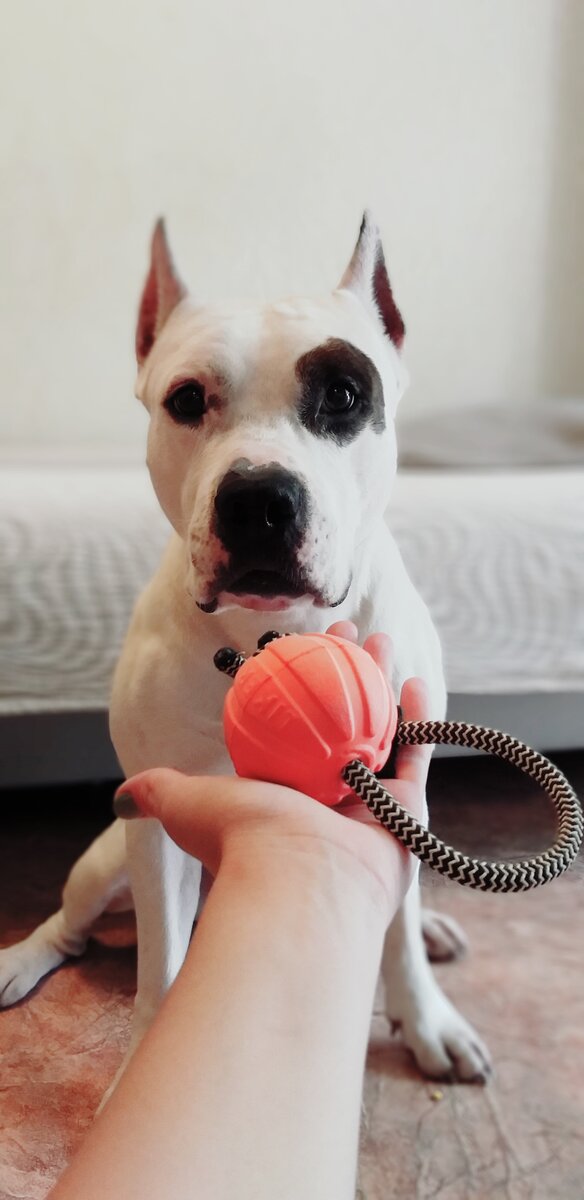 Эта собака может пробить лбом стену за мяч,  но может и абсолютно спокойно смотреть и не трогать, если надо. 