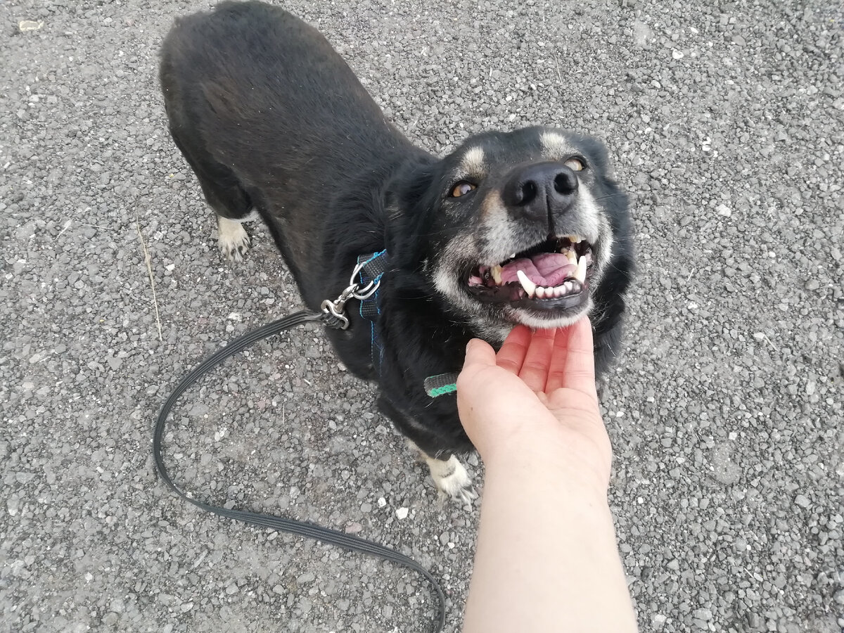 и поводок больше не страшен