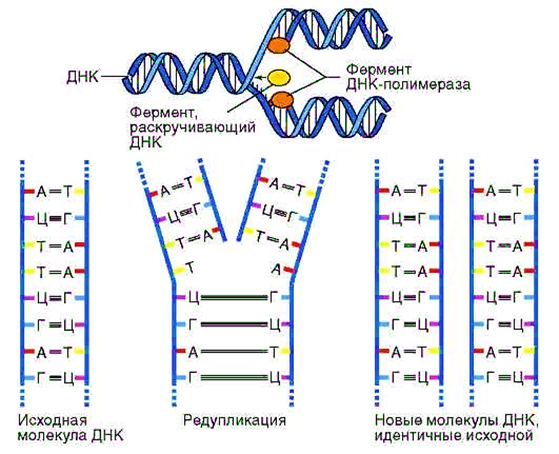 Редупликация днк последовательность. Схема процесса редупликации ДНК. Удвоение (репликация) молекул ДНК. Редупликация ДНК схема схема удвоения. Редупликация молекул ДНК.