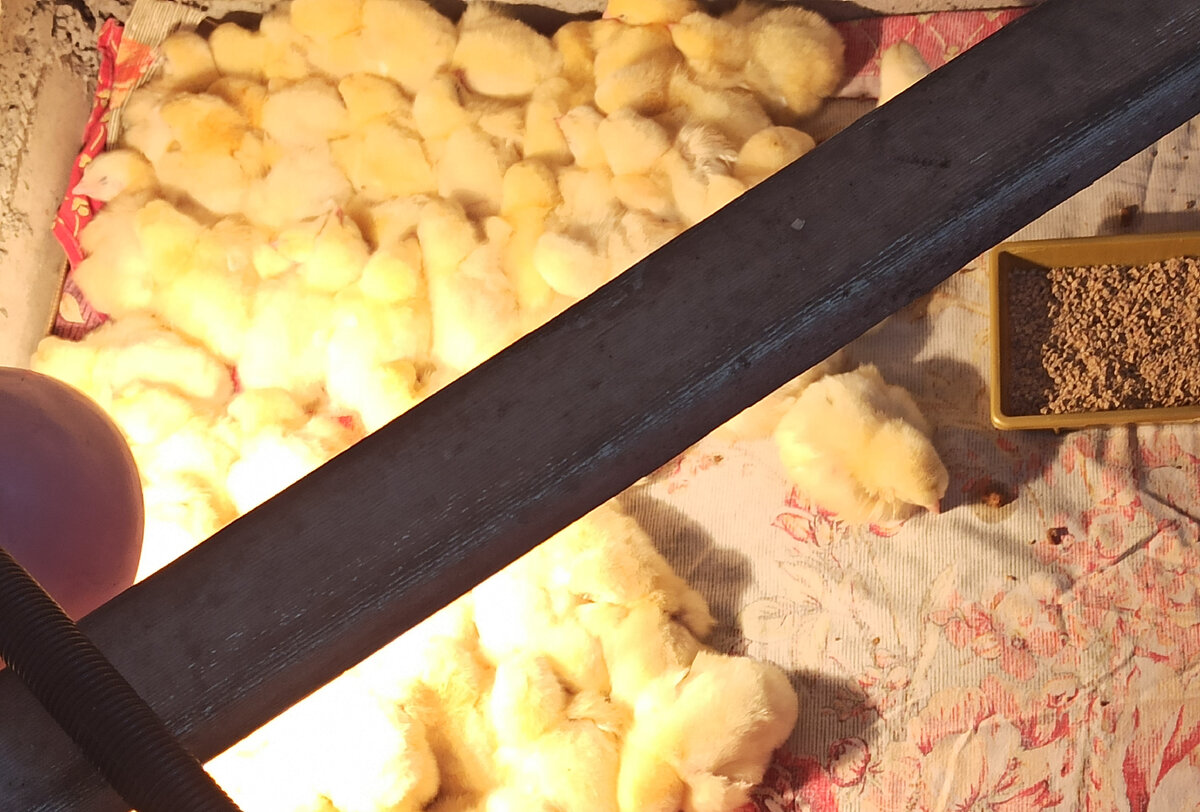 После смены подстилки