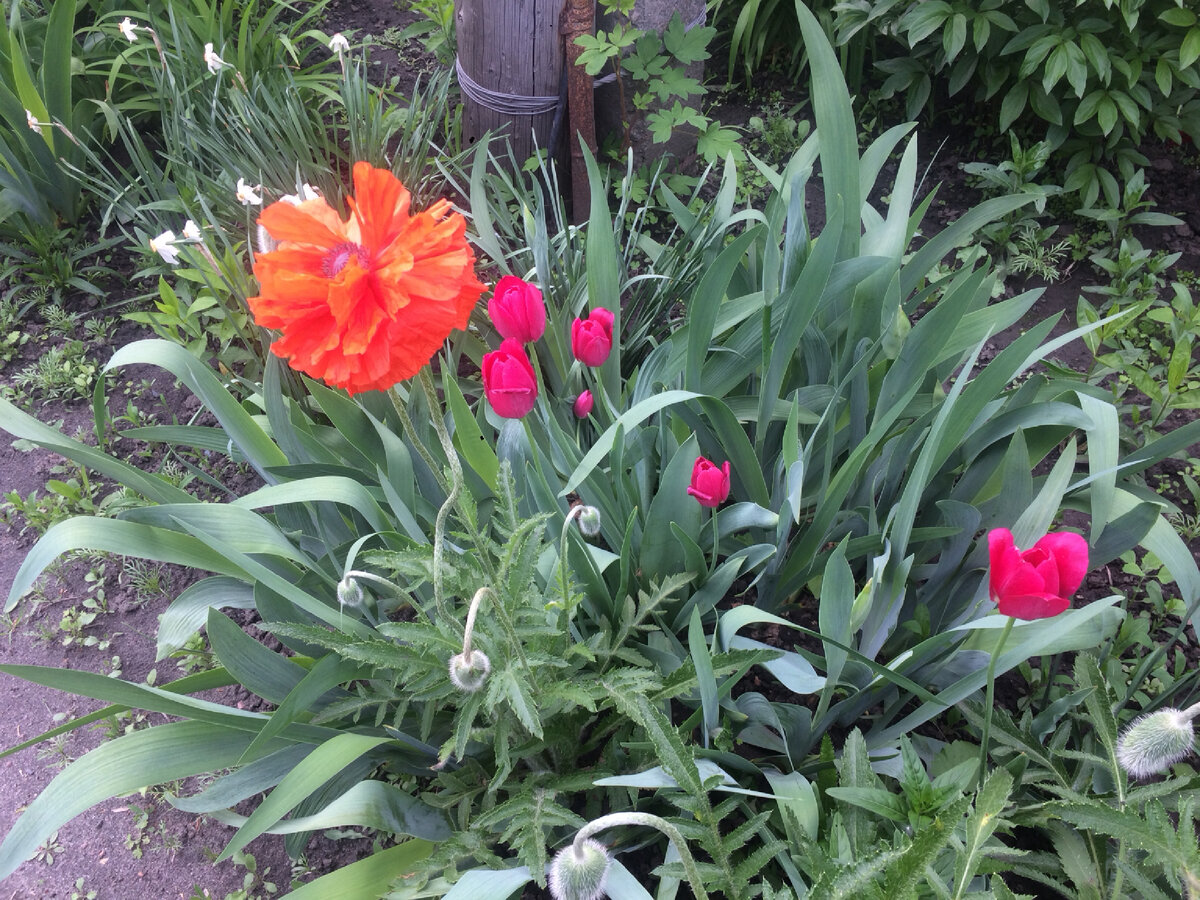 Цветы, посаженные много лет назад