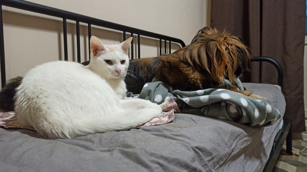 С собакой Алисой нужно держать ухо в остро, поэтому здесь Базилио сосредоточен