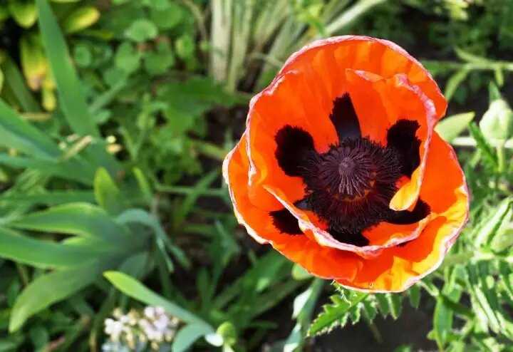 В июне дачникам предстоит много работы.