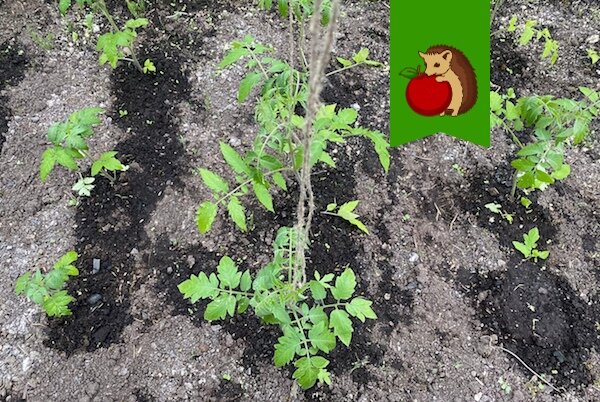Когда и чем подкормить помидоры после высадки в грунт и во время плодоношения: лучшие удобрения и их состав