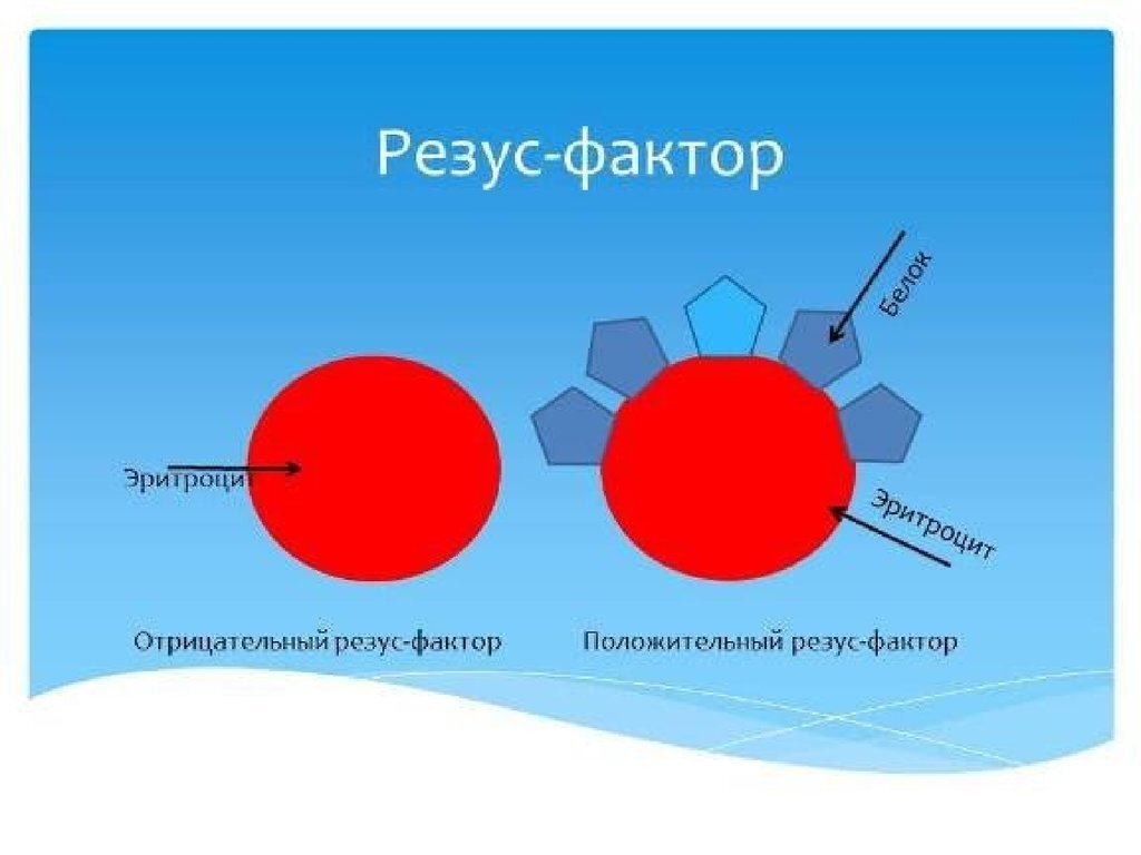 Положительный это. Резус фактор. Отрицательный резусфактрр. Отрицательный резус-фактор. Положительный резус-фактор.