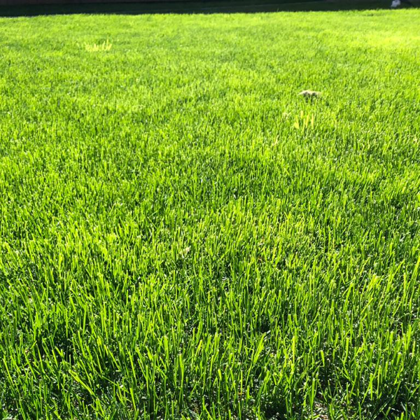 По газону можно будет ходить, когда дернина сомкнется. Фото автора