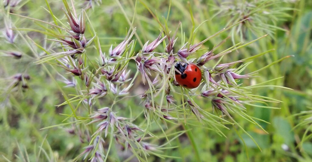 Вот, показываю улов))