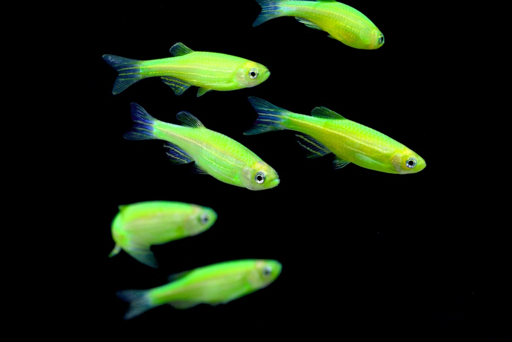 GloFish: Эксперимент, который вышел из-под контроля. ГМО рыбы, которых уже запретили в западных странах2