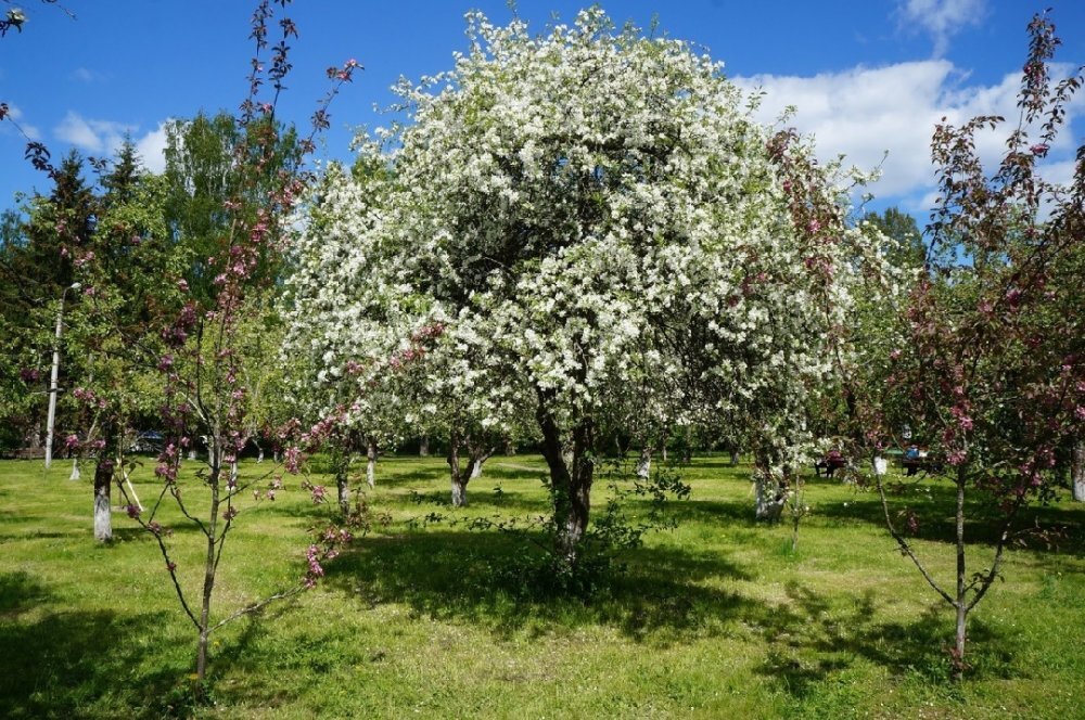Плодовый сад в Зеленогорске. Источник: ВК-группа "Живой город"