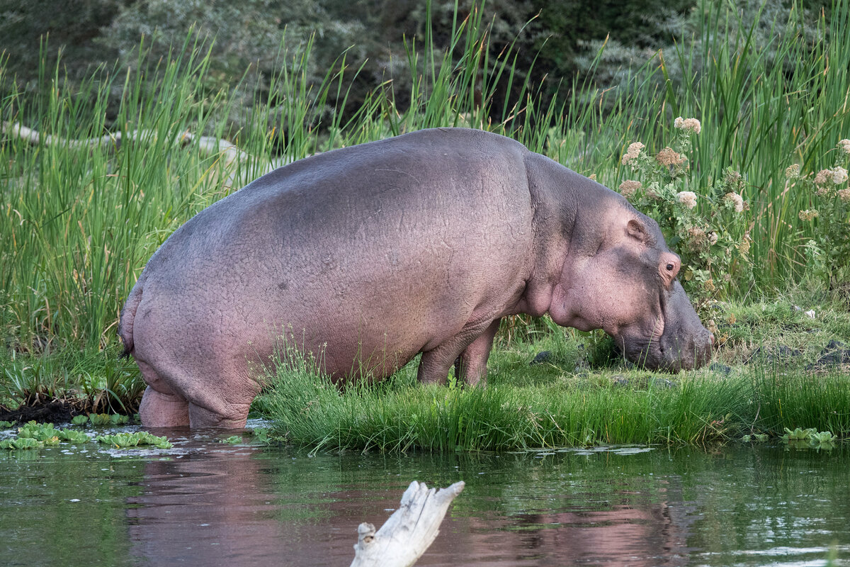 Родственник бегемота. Hippopotamus amphibius. Обыкновенный Бегемот. Вес бегемота. Бегемот и кит родственники.