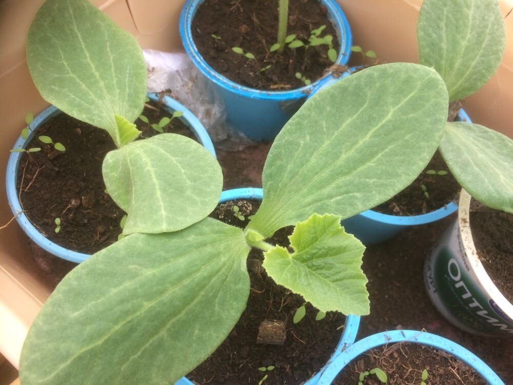 Рассада тыквы. Фото автора