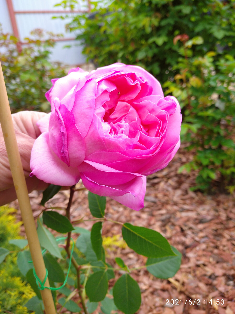 Розочка первогодка Соня Рикель.