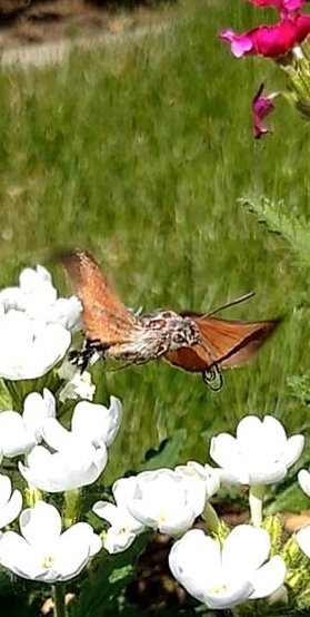 Первое, что приходит в голову-колибри.