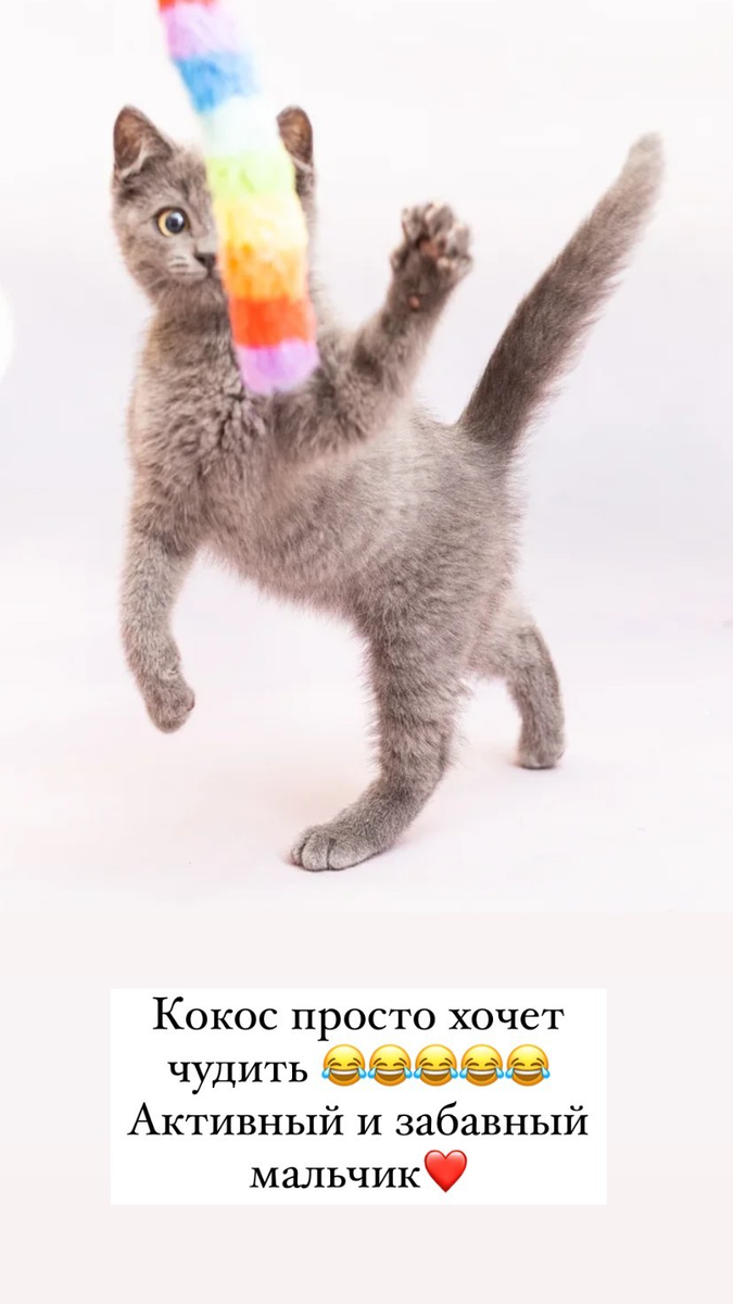 КОКОСовое чудо! 🥥 Котенок в поисках дома! Москва и МО | Кошки и собаки в  добрые руки! 🏡 | Дзен