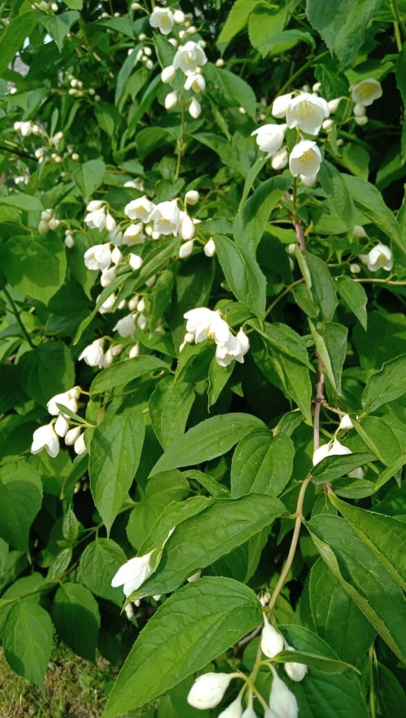 Ну не совсем жасмин, чубушник вроде его имя