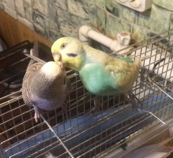 Друзья (фото автора)