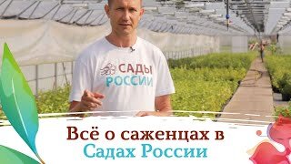 Саженцы из Садов России - посмотрите сами!