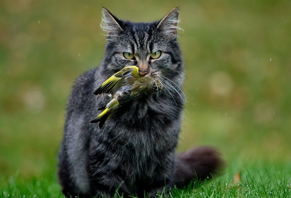 Фото из норвежской газеты.