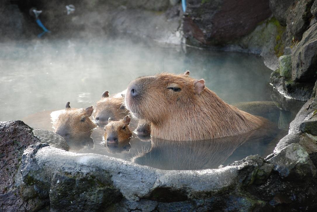 Фото капибары в воде