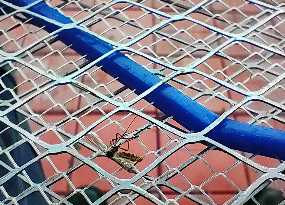 Обезвреженный комар